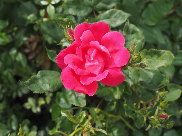 Fiore di rosa rossa