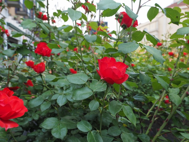 Fiore di rosa rossa