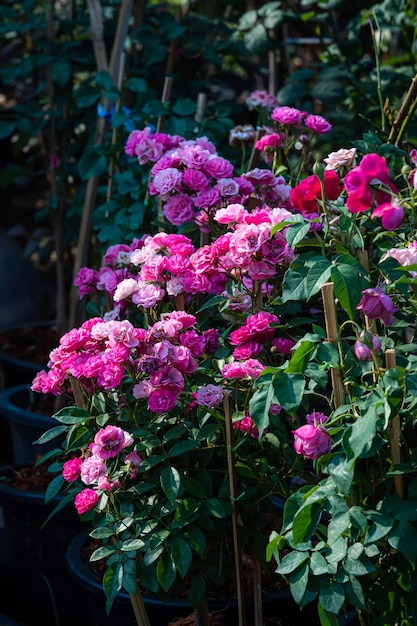 Fiore di rosa rosso e rosa che fiorisce nel giardino di rose su sfondo verde natura Fiori rossi e rose Concetto di San Valentino