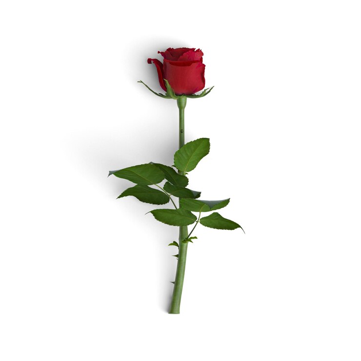 Fiore di rosa rosso isolato su sfondo bianco riutilizzabile