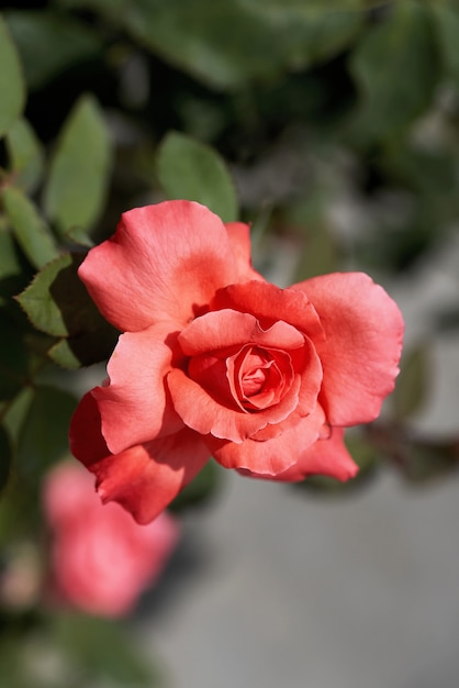 Fiore di rosa scarlatto sopra il primo piano delle foglie verdi