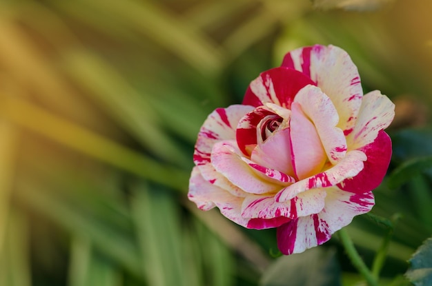 Fiore di rosa striato giallo e rosso Rosa tea ibrida striata Rosa gialla rosa striata coltivata Fiore di rosa giallo bicolore con striature rosa