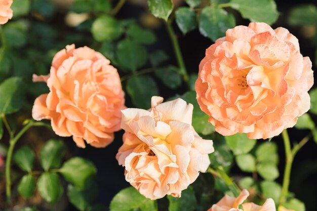 Fiore di rosa su sfondo sfocato nel giardino della natura delle rose