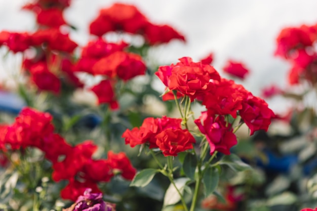 Fiore di rosa su sfondo sfocato nel giardino della natura delle rose