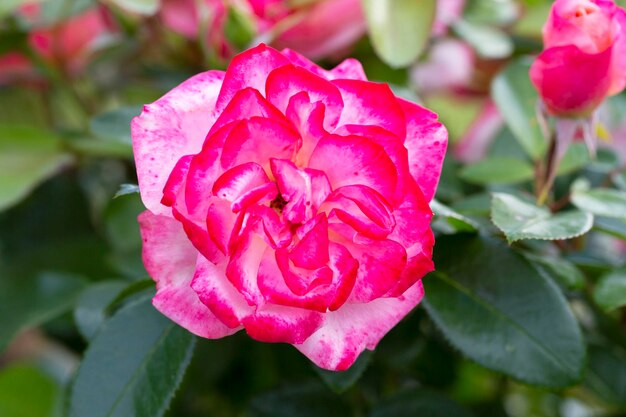 Fiore di rosa sullo sfondo fiore di rose rosa sfocato nel giardino delle rose Natura