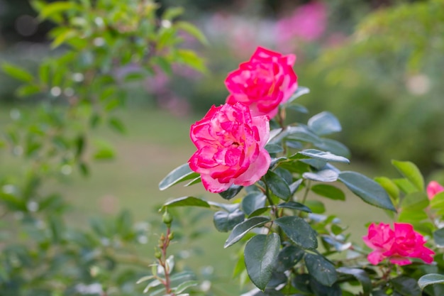 Fiore di rosa sullo sfondo fiore di rose rosa sfocato nel giardino delle rose Natura