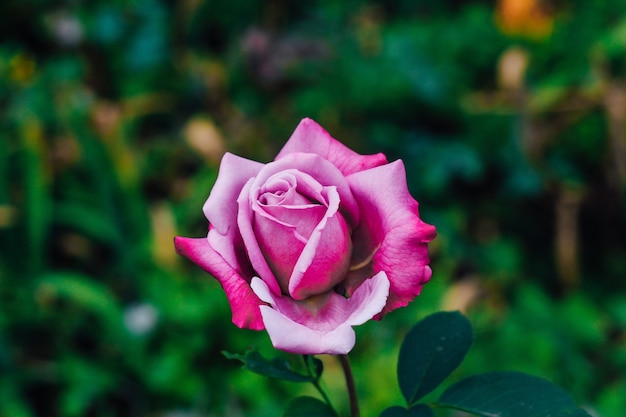 fiore di rosa viola che sboccia nel giardino di sfondo verde