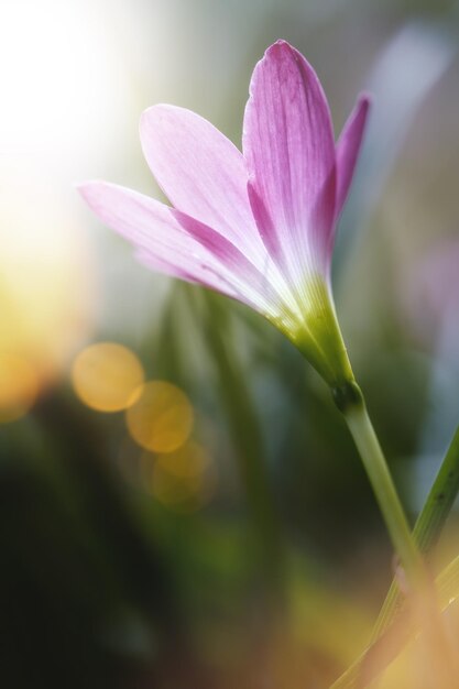 Fiore di rosa Zephyranthes Lily Rain Lily Fairy LilyMacro fotografia del fiore di primavera