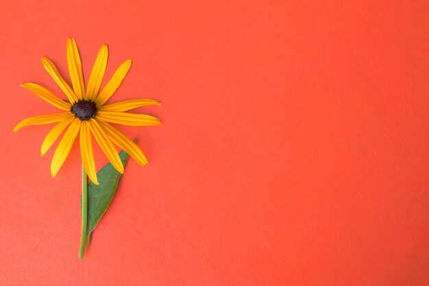 Fiore di rudbeckia giallo su sfondo rosso con spazio per il testo Cartolina