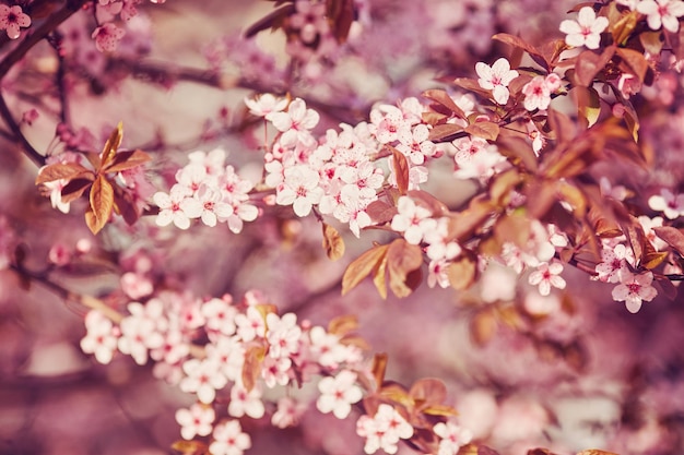 Fiore di sakura bianco che sboccia come sfondo naturale