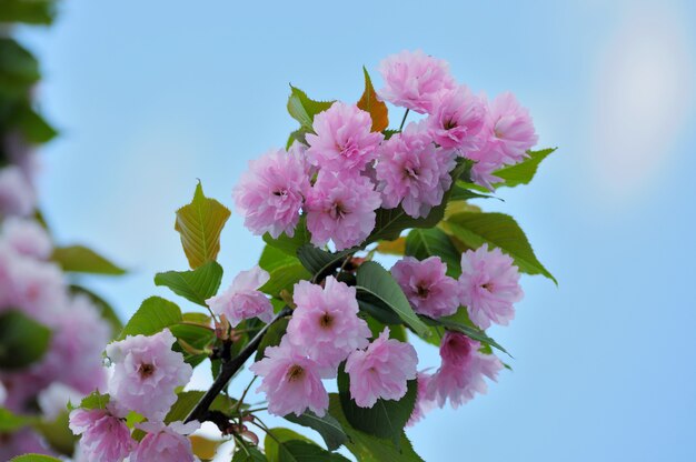 Fiore di sakura giapponese con cielo blu