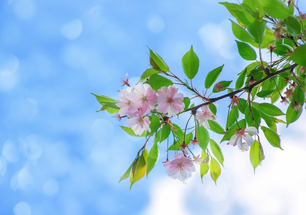 Fiore di Sakura in cielo blu