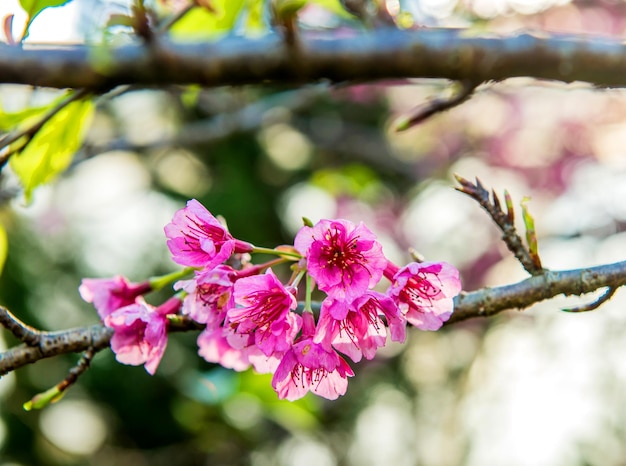 fiore di Sakura in fiore e albero di ciliegio