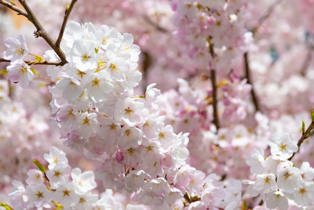 Fiore di sakura in primavera macro bella natura