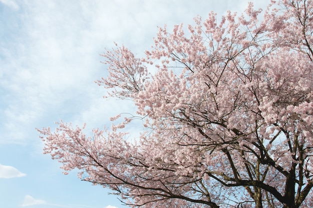 Fiore di Sakura o Cherry Blossom.