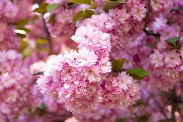 Fiore di sakura rosa albero in fiore su albero primaverile in fiore