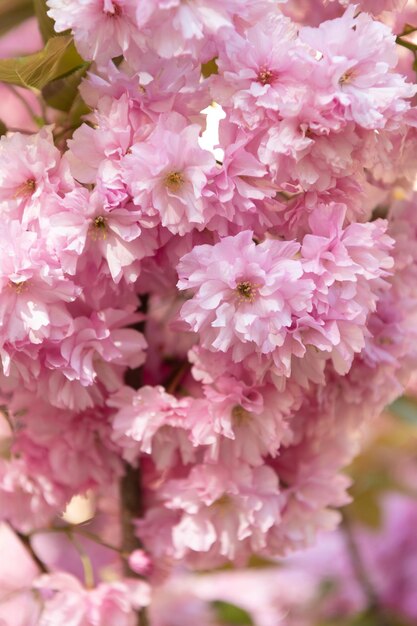 Fiore di sakura rosa sul fiore di sakura dell'albero di primavera in fiore