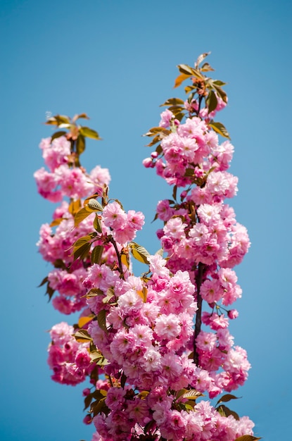 Fiore di Sakura su cielo blu