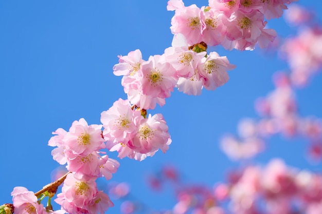 fiore di sakura sullo sfondo blu del cielo