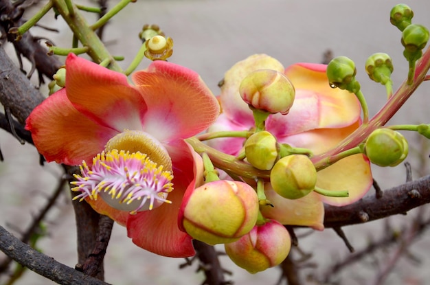 Fiore di Sala flora o Shorea robusta su Cannonball Tree e l'albero di sal è venerato da molte persone buddiste in tutto il mondo