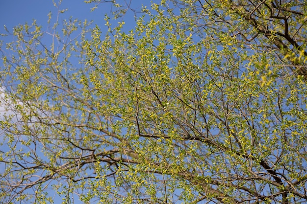 Fiore di salice piangente dorato nome latino Salix alba subsp vitellina Pendula