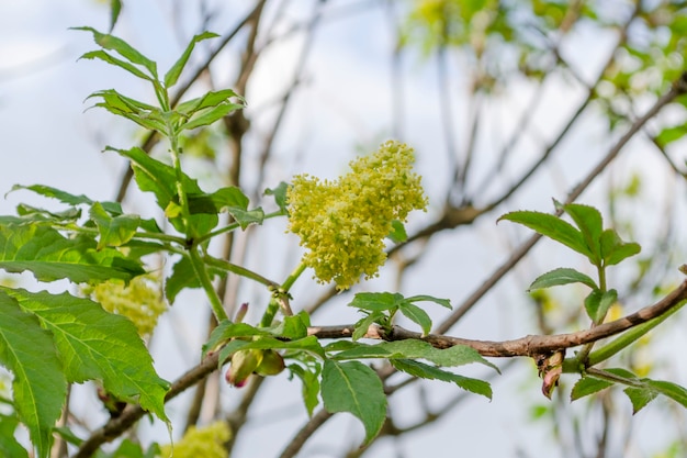 Fiore di sambuco, primo piano. Fiori di sambuco, sfondo natura all'aperto.