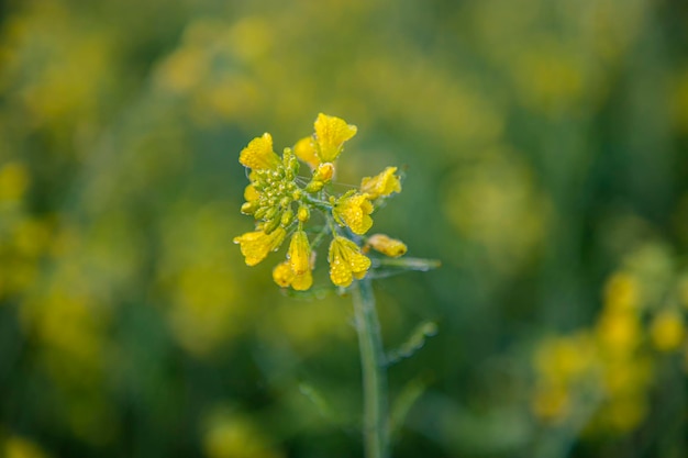 Fiore di senape giallo bagnato con gocce di rugiada con sfondo sfocato Vista naturale