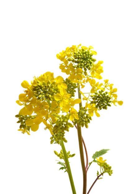 Fiore di senape giallo con foglia