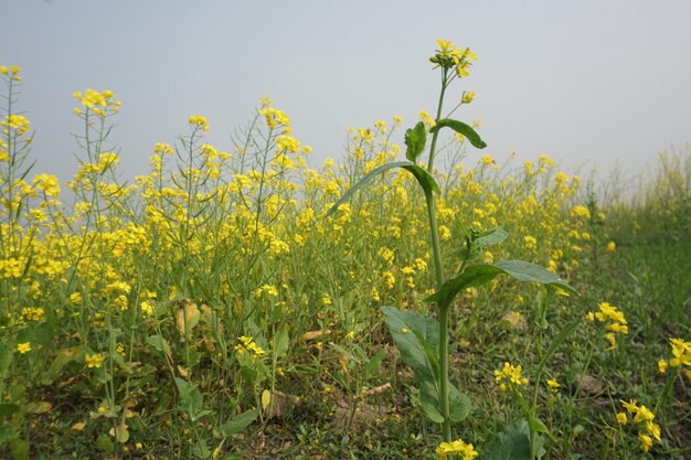 fiore di senape in Bangladesh