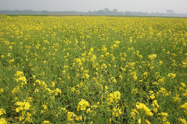 fiore di senape in Bangladesh