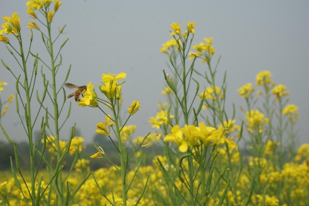 fiore di senape in Bangladesh