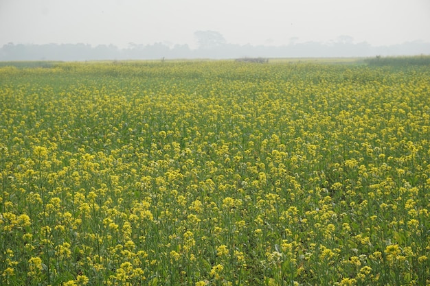 fiore di senape in Bangladesh