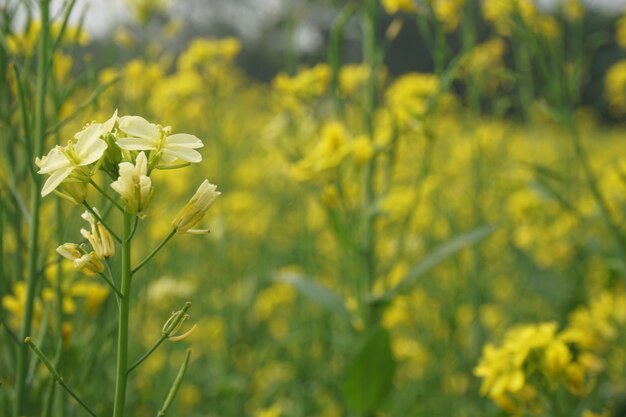 fiore di senape in Bangladesh