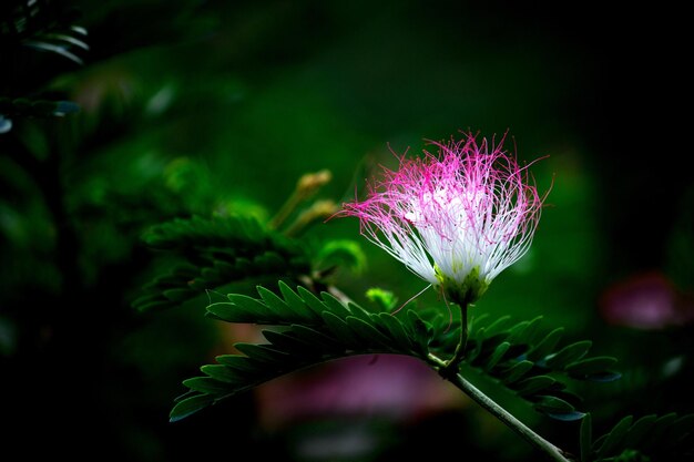 Fiore di seta persiano in piena fioritura durante la primavera