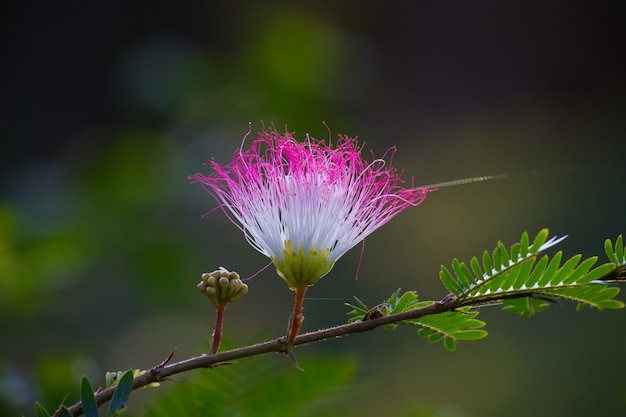 Fiore di seta persiano