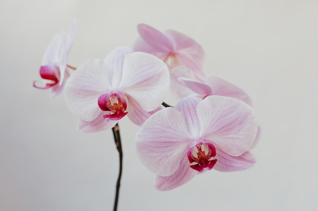 Fiore di sfondo bianco phalaenopsis orchidea rosa