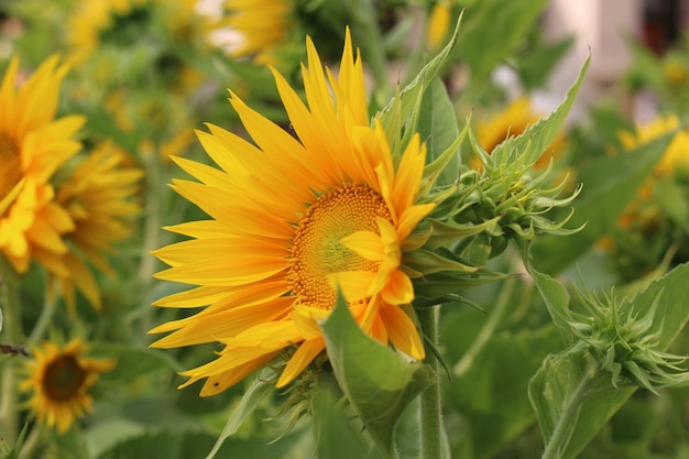 Fiore di sole, usa come sfondo