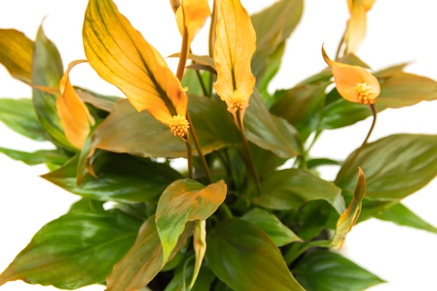 Fiore di Spathiphyllum arancione in vaso leggero