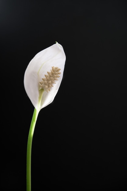 Fiore di Spathiphyllum bianco su sfondo nero