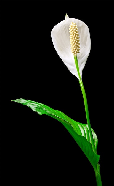 Fiore di Spathiphyllum