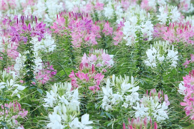 fiore di spider o fiore spinosa del cleome