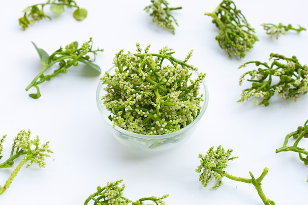 Fiore di spinaci di Ceylon su sfondo bianco.