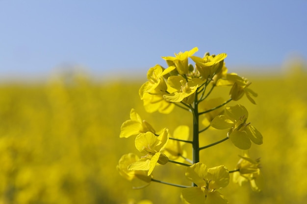 Fiore di stupro