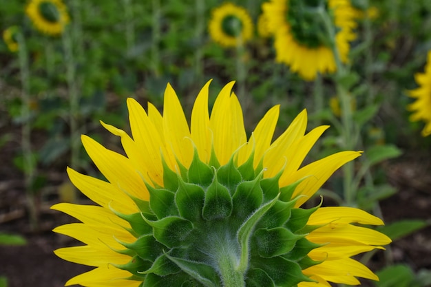 Fiore di Sun, dietro sun flower.background