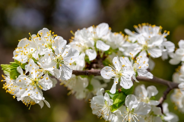 Fiore di susino verde in natura, stagione primaverile.