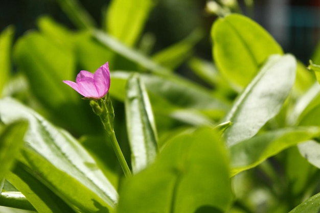 Fiore di Talinum fresco e del primo piano