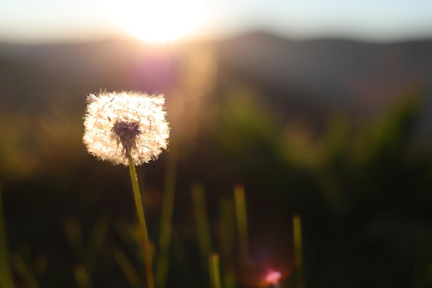 fiore di tarassaco al tramonto