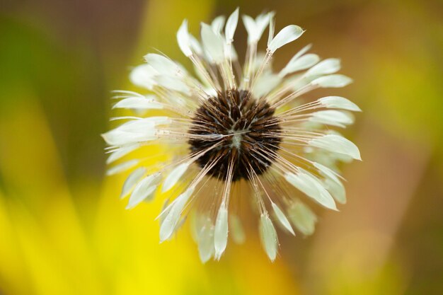 Fiore di tarassaco bagnato di blowball la sera durante la pioggia