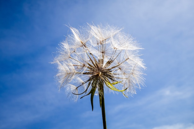 Fiore di tarassaco close up silhouette su un cielo blu