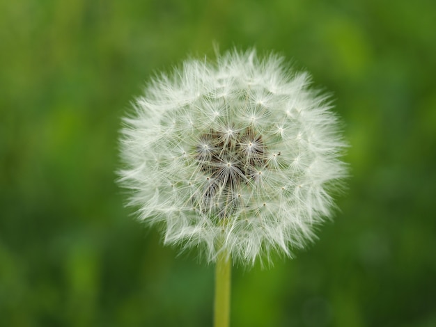 Fiore di tarassaco comune bianco